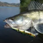 Le sandre – Le Dracula du marais