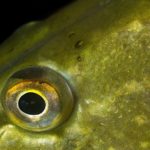 Le brochet – Le roi des eaux