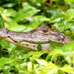 Le CMPA envisage d&rsquo;introduire des caïmans dans le Marais Poitevin