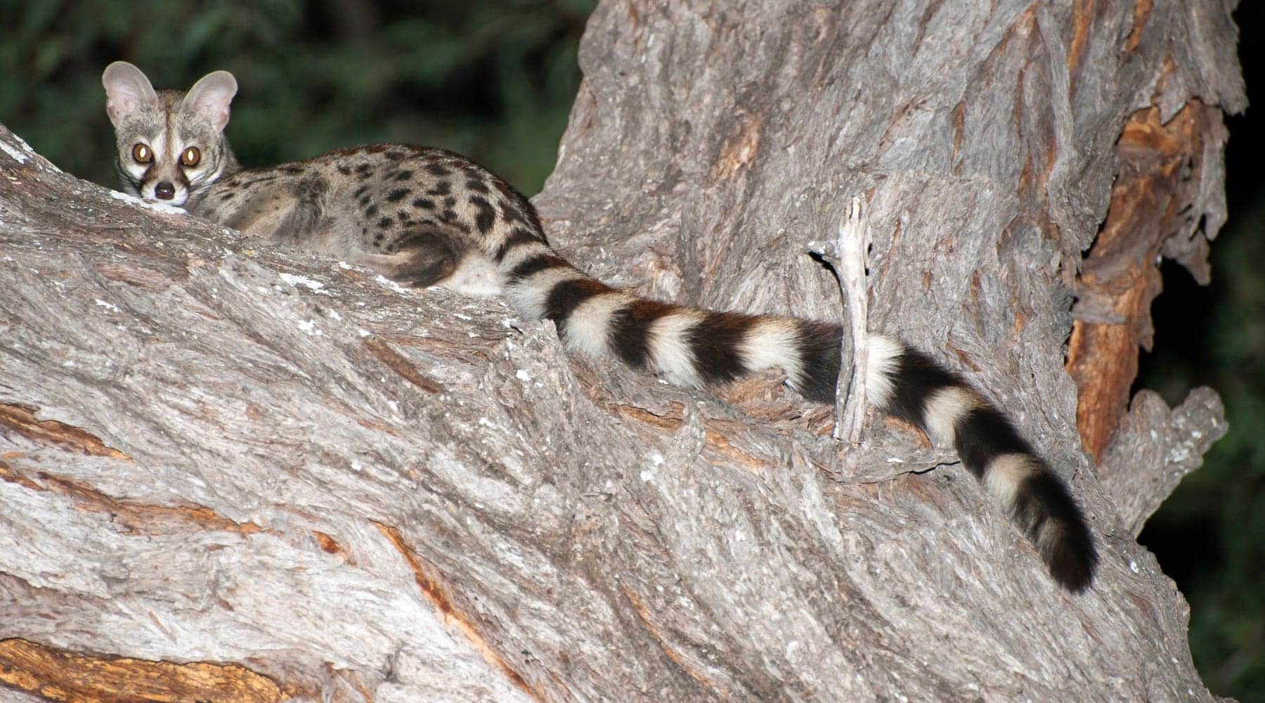 genette photographiée de nuit