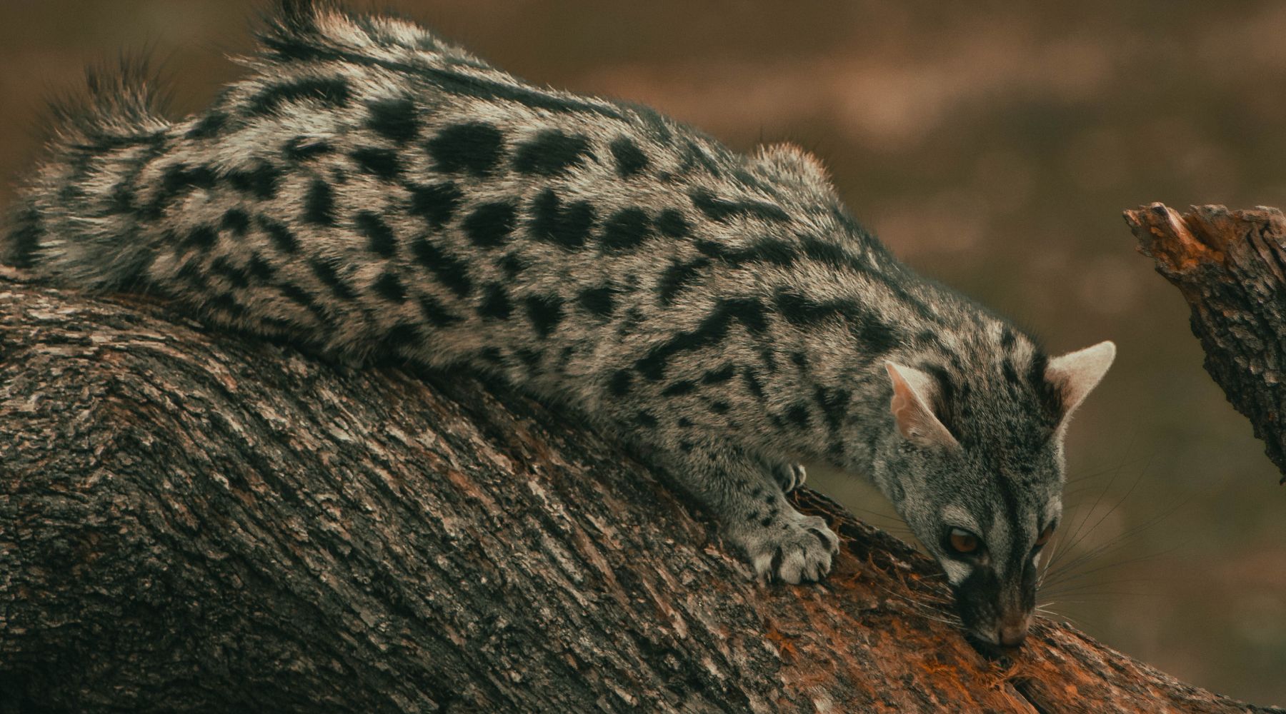 photo de genette petit mammifère